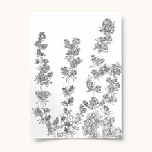 Upload image to gallery Lady&#39;s bedstraw
